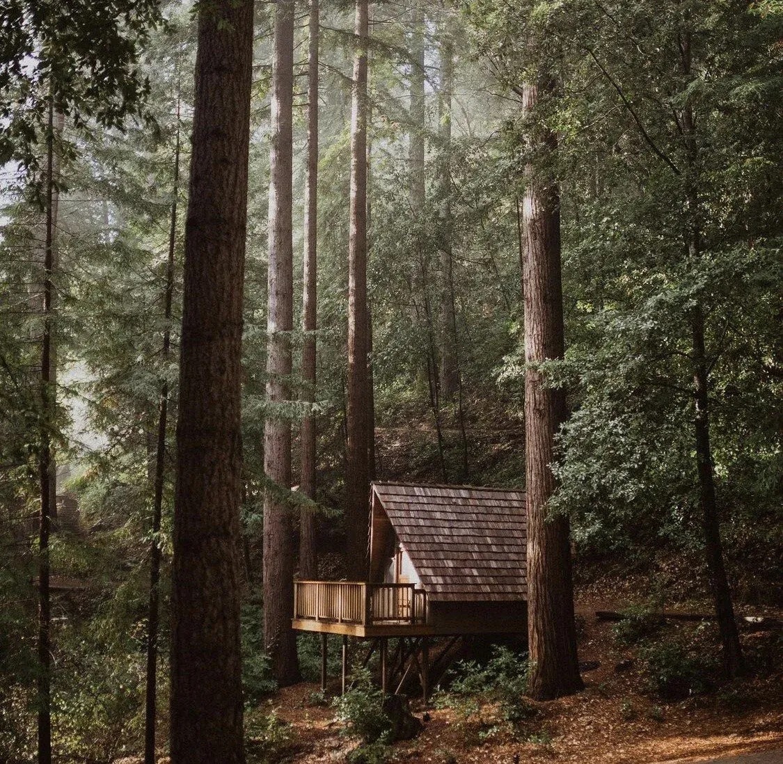 A shingled A-frame cabin on stilts at Waterfall Lodge, with sunlight filtering through the redwoods around it
